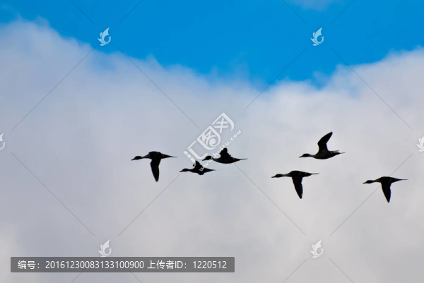 鴨子映襯著白云
