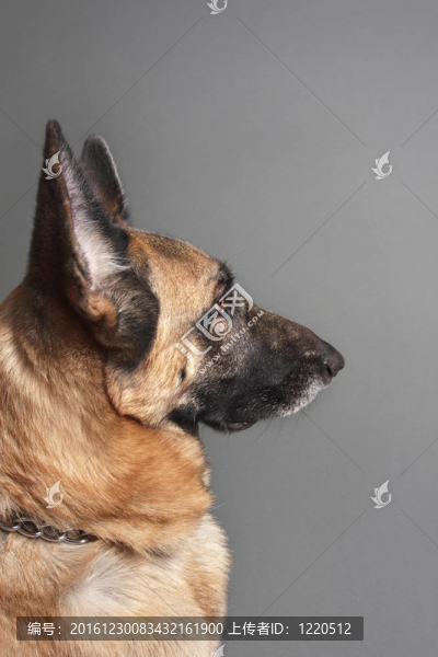 德國牧羊犬