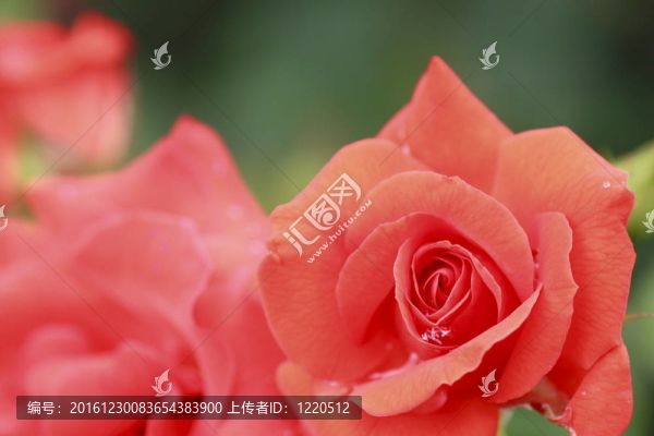 花園里美麗的玫瑰-匯圖網(wǎng) www.fosd68.com 花園里美麗的玫瑰