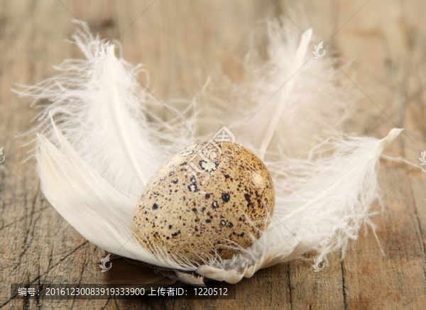 復(fù)活節(jié)的生活與鵪鶉蛋和羽毛。