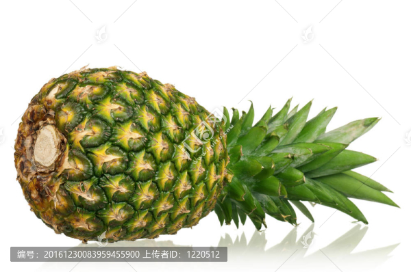 pineapple_4601（47）.jpg