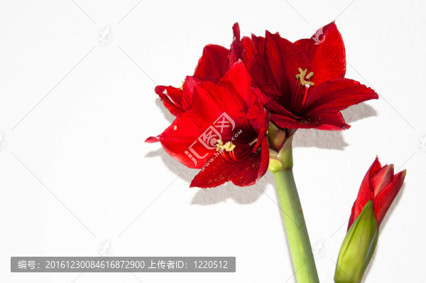 紅孤挺花賀卡
