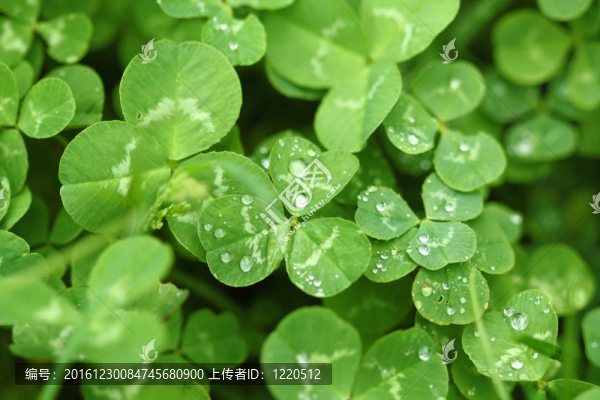 三葉草