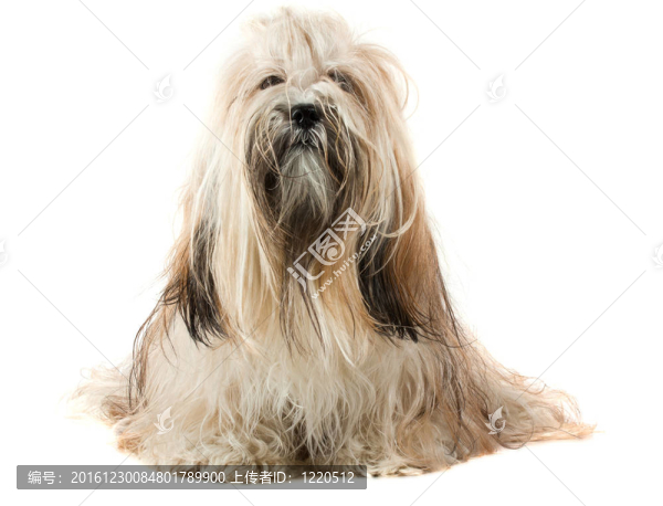 可愛的拉薩犬的狗