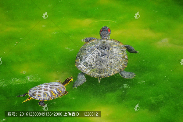 水母龜和兒子在沼澤里游泳