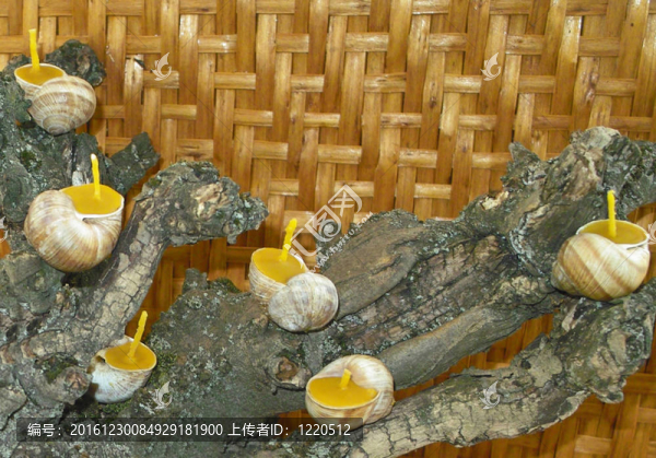 蜂蠟蠟燭蠟燭在蝸牛殼