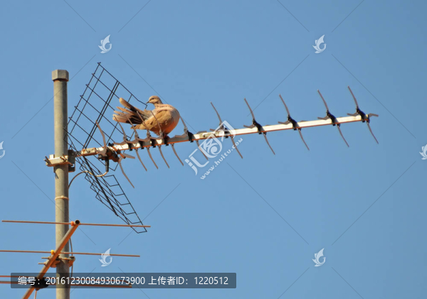 在電視天線上清洗自己的鴿子