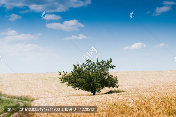 美麗的鄉(xiāng)村景觀與樹