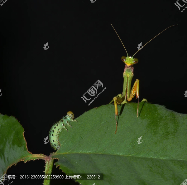 螳螂和卡特彼勒一起在葉