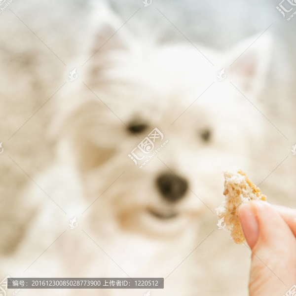 西部高地白梗