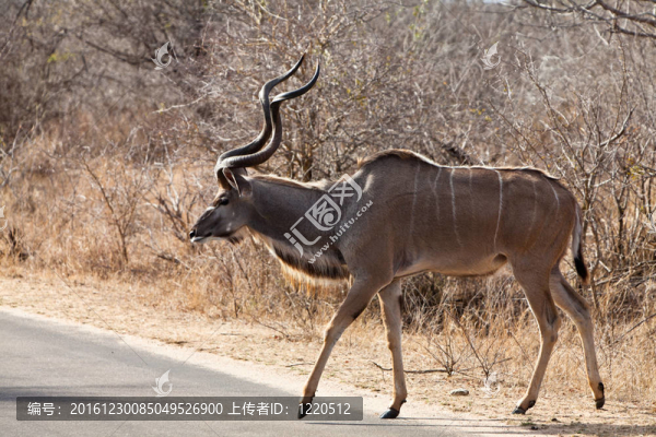 Nyala,antelope走在灌木叢中