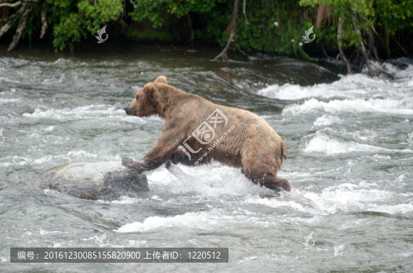 大Brown,Bear在河里釣鮭魚