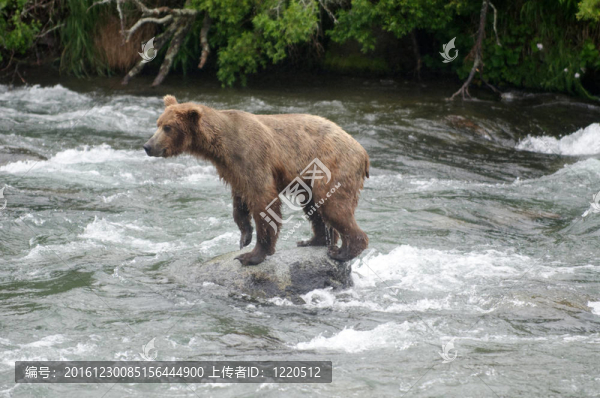 大Brown,Bear在河里釣鮭魚