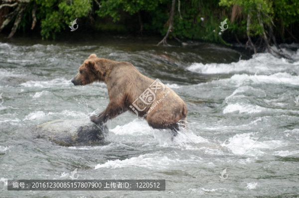 大Brown,Bear在河里釣鮭魚
