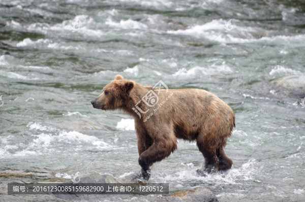 大Brown,Bear在河里釣鮭魚