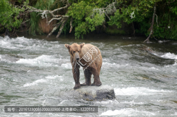 大Brown,Bear在河里釣鮭魚