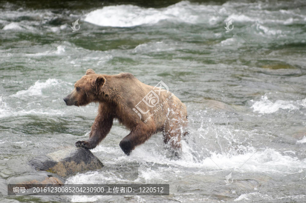 大Brown,Bear在河里釣鮭魚
