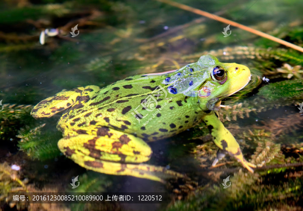綠色歐洲青蛙