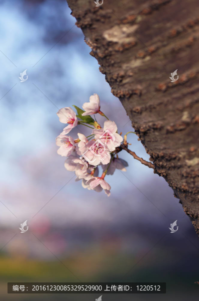 櫻花櫻花