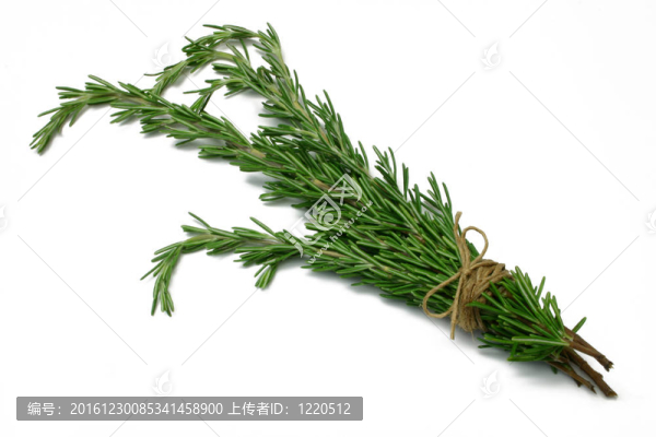 迷迭香草本系列