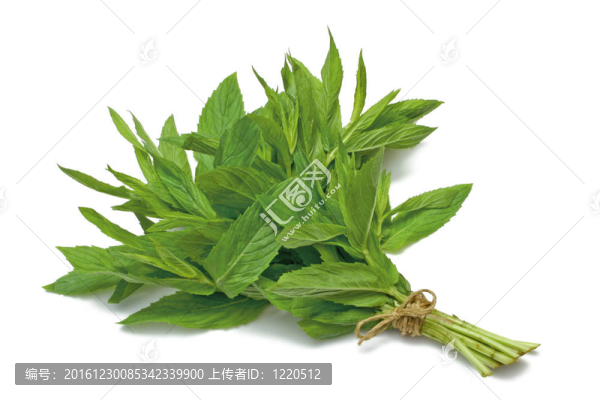 草本植物系列薄荷