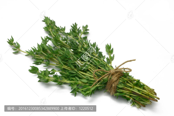 草本植物系列百里香
