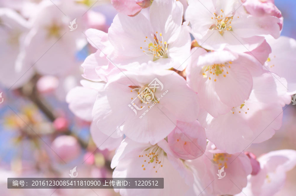 櫻花櫻花