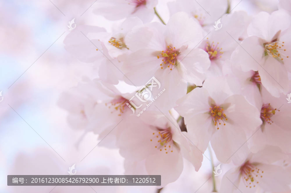 櫻花櫻花
