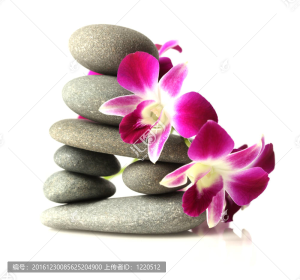 疊石蘭花