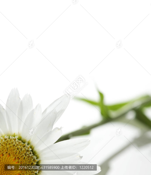 雛菊
