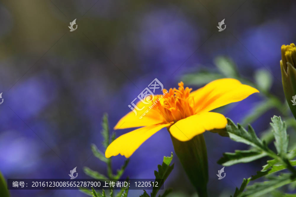 黃花特寫