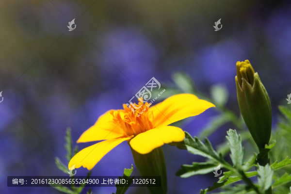 黃花特寫