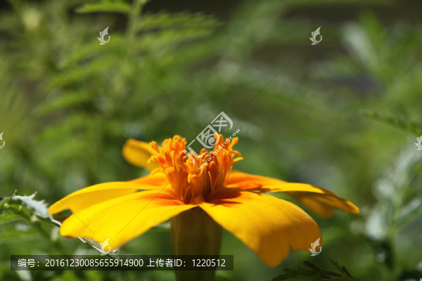 黃花特寫