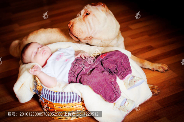 帶狗的嬰兒