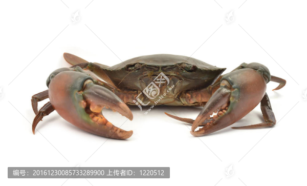 蟹分離