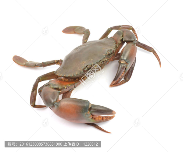 蟹分離
