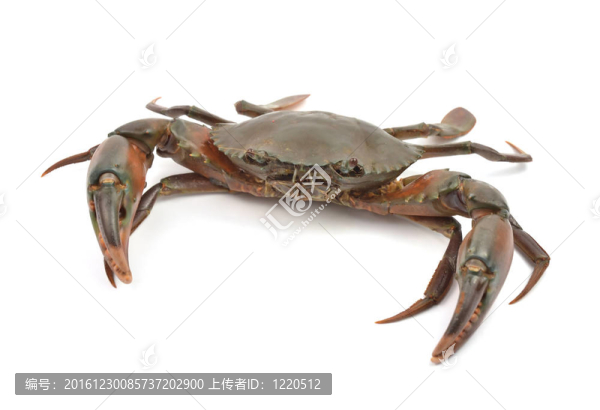 蟹分離