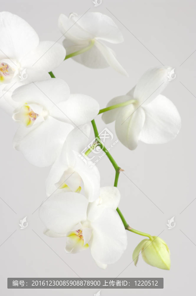 蘭花分會