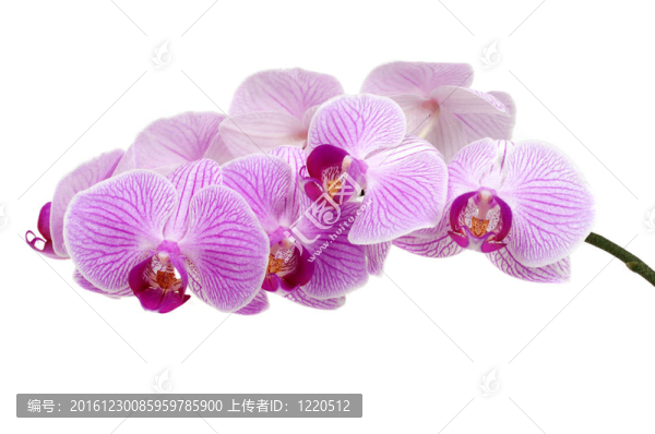 蘭花