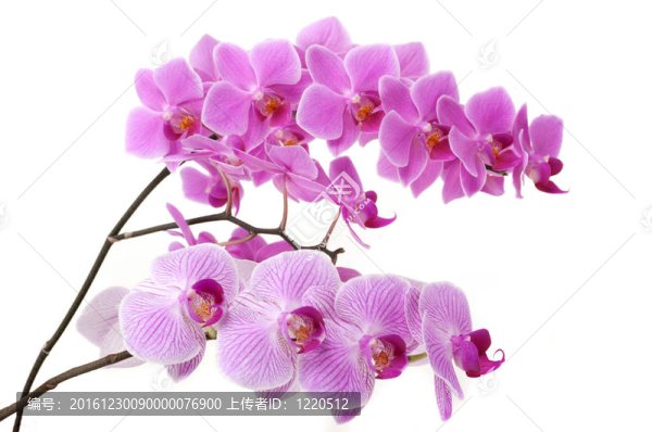 蘭花