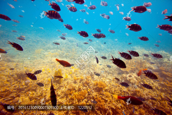 珊瑚礁魚類