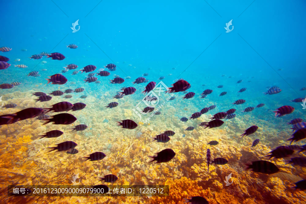 珊瑚礁區(qū)熱帶魚
