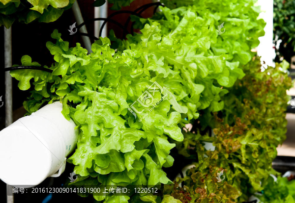 有機蔬菜水培花園