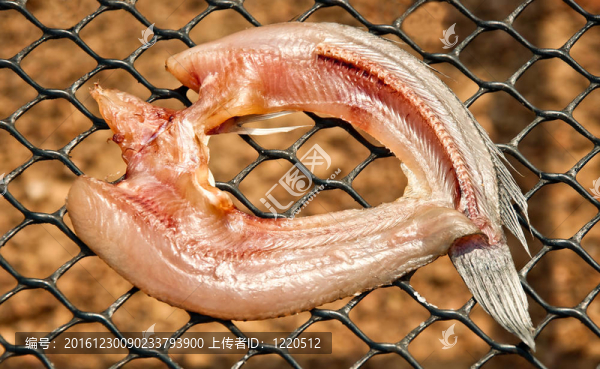 特寫(xiě)干烏鱧魚(yú)