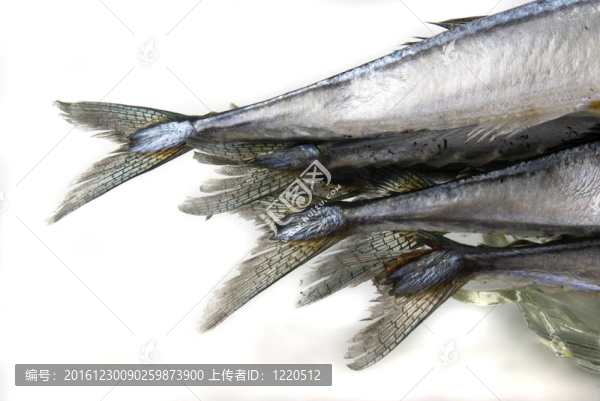秋刀魚(yú)