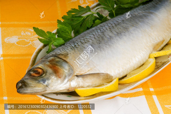 鯡魚