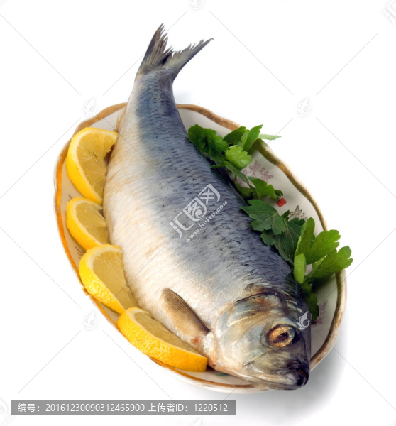 鯡魚