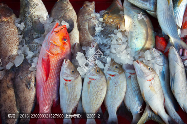 市場柜臺上的魚