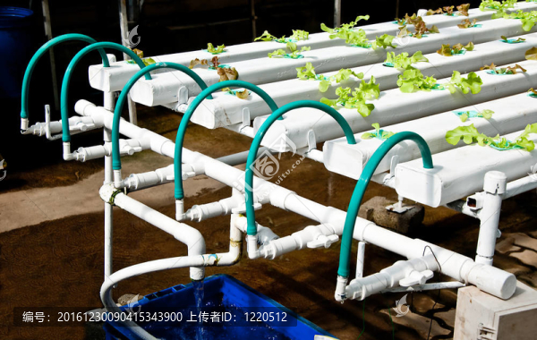 有機(jī)蔬菜水培花園