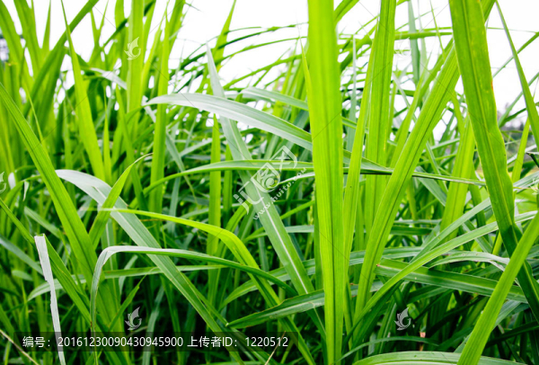 綠色的草